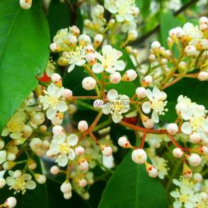 Beyaz çiçekli kızaran piramit formlu alev çalısı, Alev ağacı, Ateş ağacı - Photinia fraseri red robin pyramidale (ROSACEAE)