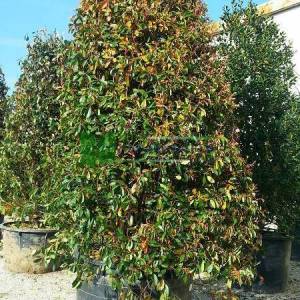 Beyaz çiçekli kızaran piramit formlu alev çalısı, Alev ağacı, Ateş ağacı - Photinia fraseri red robin pyramidale (ROSACEAE)