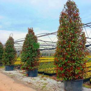 Beyaz çiçekli kızaran piramit formlu alev çalısı, Alev ağacı, Ateş ağacı - Photinia fraseri red robin pyramidale (ROSACEAE)