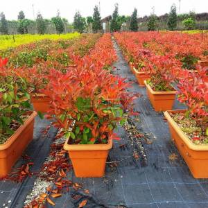 Çit formlu alev çalısı - Photinia fraseri red robin wall (ROSACEAE)