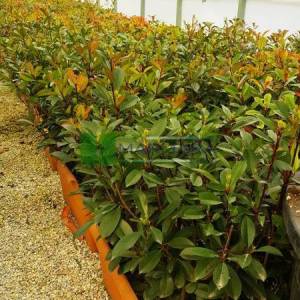 Çit formlu alev çalısı - Photinia fraseri red robin wall (ROSACEAE)