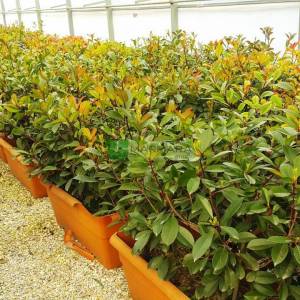 Çit formlu alev çalısı - Photinia fraseri red robin wall (ROSACEAE)