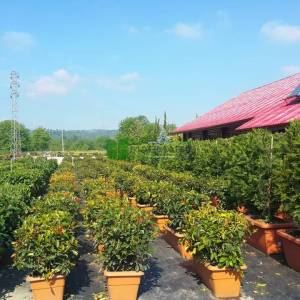 Çit formlu alev çalısı - Photinia fraseri red robin wall (ROSACEAE)