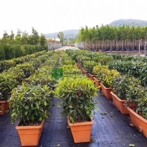 Çit formlu alev çalısı - Photinia fraseri red robin wall (ROSACEAE)