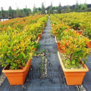 Çit formlu alev çalısı - Photinia fraseri red robin wall (ROSACEAE)