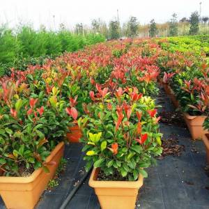 Çit formlu alev çalısı - Photinia fraseri red robin wall (ROSACEAE)