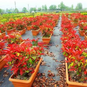 Çit formlu alev çalısı - Photinia fraseri red robin wall (ROSACEAE)