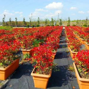 Çit formlu alev çalısı - Photinia fraseri red robin wall (ROSACEAE)