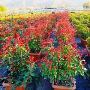 Çit formlu alev çalısı - Photinia fraseri red robin wall (ROSACEAE)