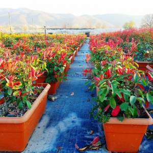 Çit formlu alev çalısı - Photinia fraseri red robin wall (ROSACEAE)