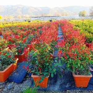 Çit formlu alev çalısı - Photinia fraseri red robin wall (ROSACEAE)