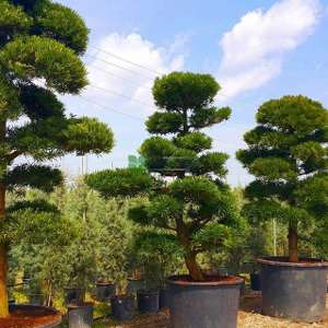 Taş porsuğu, Podocarpus - Podocarpus macrophyllus bonsai (PODOCARPACEAE)