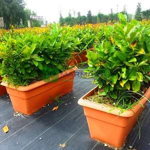 English Laurel, Common Laurel, Cherry Laurel wall shaped