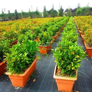 English Laurel, Common Laurel, Cherry Laurel wall shaped