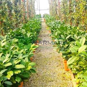 English Laurel, Common Laurel, Cherry Laurel wall shaped