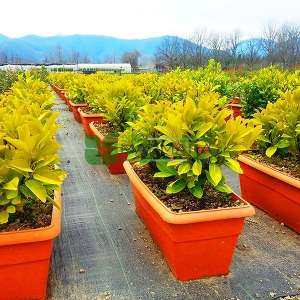 English Laurel, Common Laurel, Cherry Laurel wall shaped