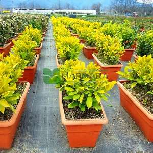 English Laurel, Common Laurel, Cherry Laurel wall shaped