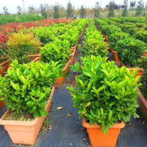 English Laurel, Common Laurel, Cherry Laurel wall shaped