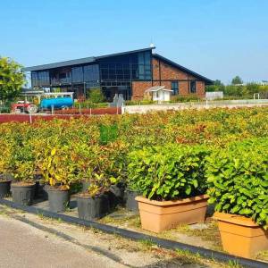 English Laurel, Common Laurel, Cherry Laurel wall shaped