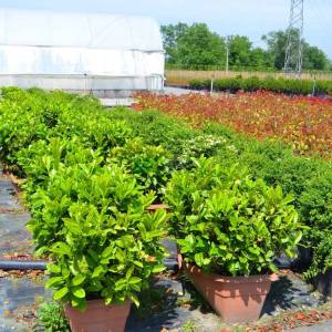 English Laurel, Common Laurel, Cherry Laurel wall shaped