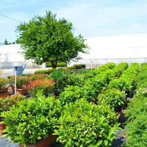 English Laurel, Common Laurel, Cherry Laurel wall shaped