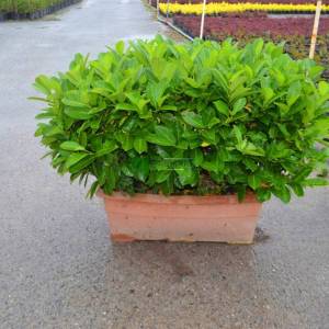 English Laurel, Common Laurel, Cherry Laurel wall shaped