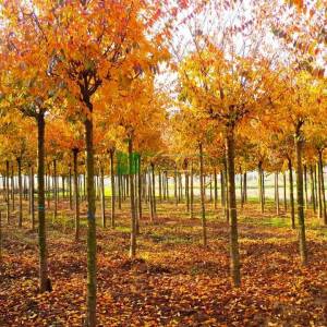 Kış kirazı, Top formlu aşılı pembe, beyaz, çiçekli süs kirazı - Prunus x subhirtella autumnalis (ROSACEAE)