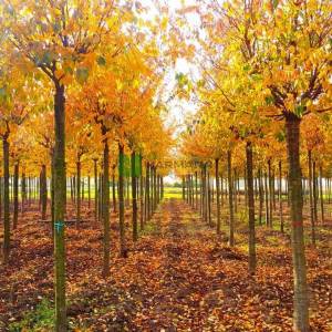 Kış kirazı, Top formlu aşılı pembe, beyaz, çiçekli süs kirazı - Prunus x subhirtella autumnalis (ROSACEAE)