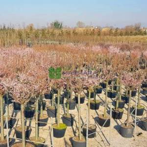 Kış kirazı, Top formlu aşılı pembe, beyaz, çiçekli süs kirazı - Prunus x subhirtella autumnalis (ROSACEAE)