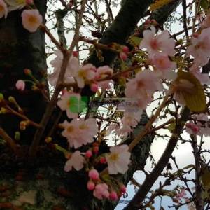 Kış kirazı, Top formlu aşılı pembe, beyaz, çiçekli süs kirazı - Prunus x subhirtella autumnalis (ROSACEAE)