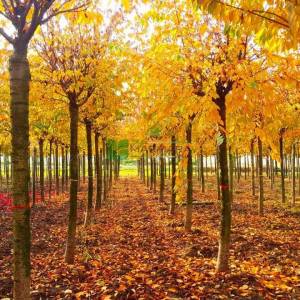 Kış kirazı, Top formlu aşılı pembe, beyaz, çiçekli süs kirazı - Prunus x subhirtella autumnalis (ROSACEAE)