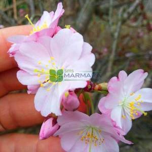 Kış kirazı, Top formlu aşılı pembe, beyaz, çiçekli süs kirazı - Prunus x subhirtella autumnalis (ROSACEAE)