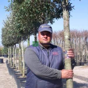 Yaprak dökmeyen pırnal meşesi, Pelit, Palamut ağacı, Meşe palamudu - Quercus ilex (FAGACEAE)