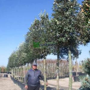 Yaprak dökmeyen pırnal meşesi, Pelit, Palamut ağacı, Meşe palamudu - Quercus ilex (FAGACEAE)