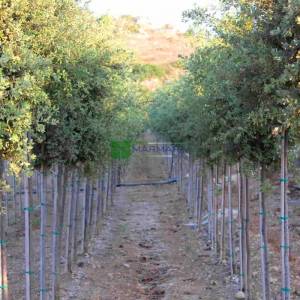 Yaprak dökmeyen pırnal meşesi, Pelit, Palamut ağacı, Meşe palamudu - Quercus ilex (FAGACEAE)