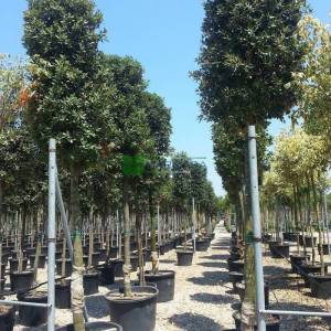 Yaprak dökmeyen pırnal meşesi, Pelit, Palamut ağacı, Meşe palamudu - Quercus ilex (FAGACEAE)