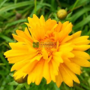 Sarı çiçekli kız gözü - Coreopsis grandiflora (ASTERACEAE)
