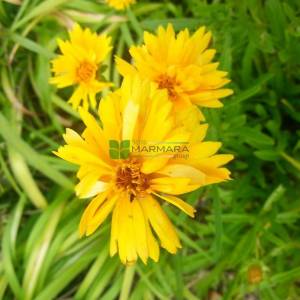 Sarı çiçekli kız gözü - Coreopsis grandiflora (ASTERACEAE)