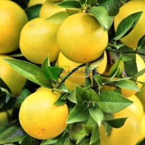 Narenciye,Greyfurt - Citrus x paradisi (RUTACEAE)