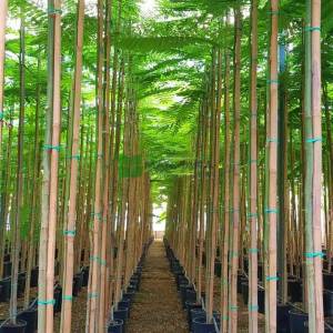 Gösterişli ağaç, alev ağacı, tavus kuşu çiçeği, ateş ağacı - Delonix regia (CAESALPINIACEAE)