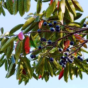 Japon yabanmersini ağacı - Elaeocarpus decipiens (ELAEOCARPACEAE)