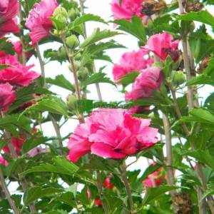 hatmi ağacı eflatun çiçekli aşılı tijli, - Hibiscus syriacus magenta chiffon tige (MALVACEAE)