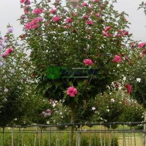 hatmi ağacı eflatun çiçekli aşılı tijli, - Hibiscus syriacus magenta chiffon tige (MALVACEAE)