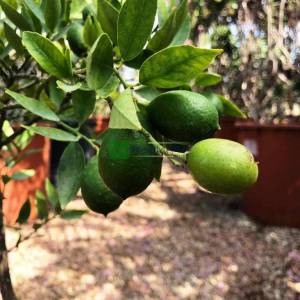 Florida limoni, Limequat - Citrofortunella floridana limequat eustis (RUTACEAE)