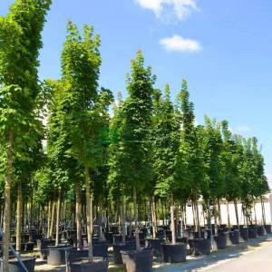 Sütun formlu çınar yapraklı akçaağaç - Acer platanoides columnare (ACERACEA)
