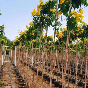 trompet çiçek, Sarı çan, - Tecoma (Stenolobium) stans (BIGNONIACEAE)