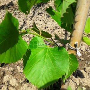 henryana ıhlamuru, kenarları sivri ıhlamur, tırtıklı ıhlamur - Tilia henryana (TILIACEAE)