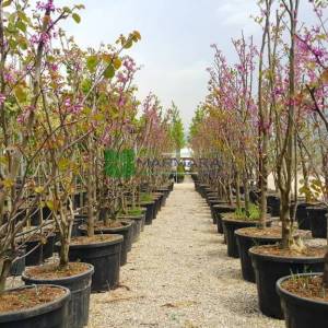 Erguvan ağacı,Gelin yemişi, Yemişen, Zazalak, Kalp yapraklı - Cercis siliquastrum multi stem/bush (LEGUMINOSAE)