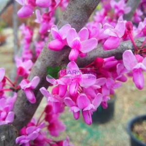 Erguvan ağacı,Gelin yemişi, Yemişen, Zazalak, Kalp yapraklı - Cercis siliquastrum multi stem/bush (LEGUMINOSAE)