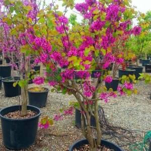 Erguvan ağacı,Gelin yemişi, Yemişen, Zazalak, Kalp yapraklı - Cercis siliquastrum multi stem/bush (LEGUMINOSAE)